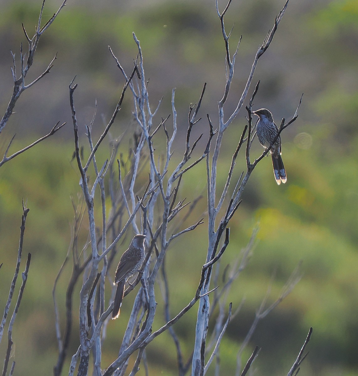 Little Wattlebird - ML637687999