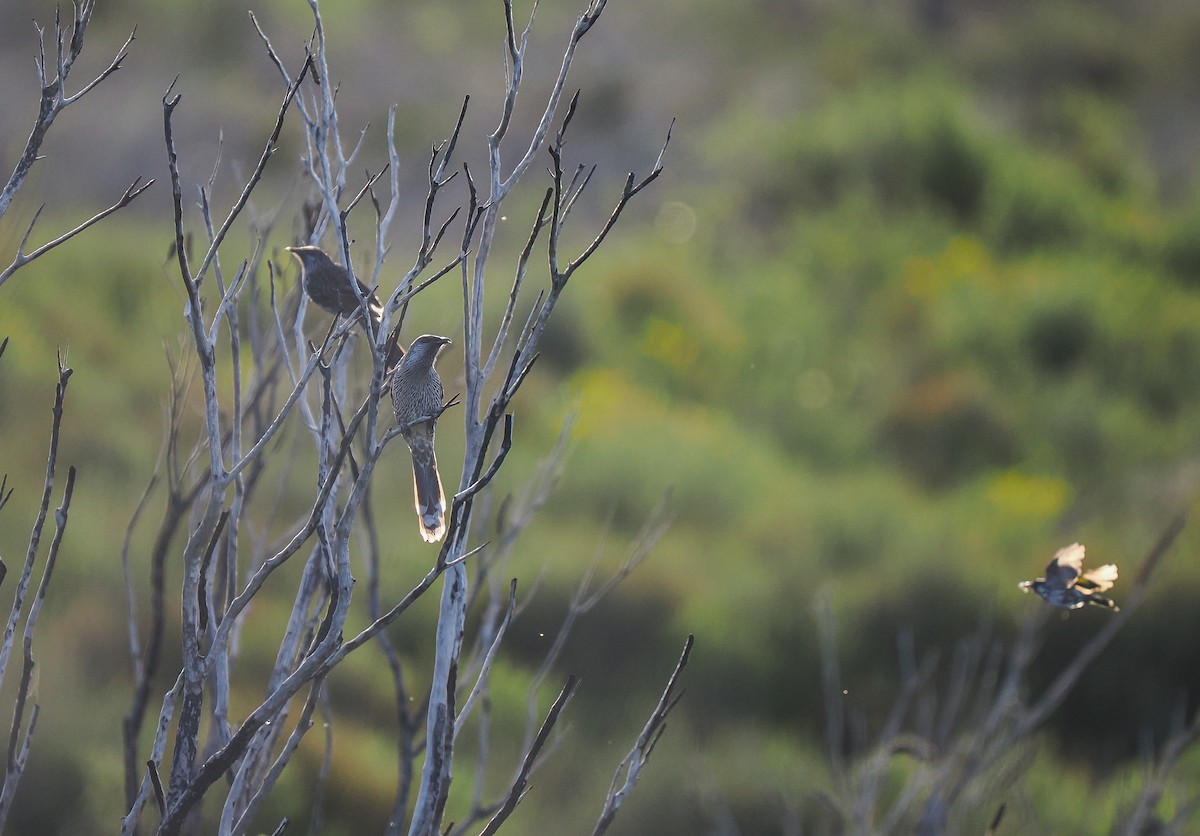 Little Wattlebird - ML637688000