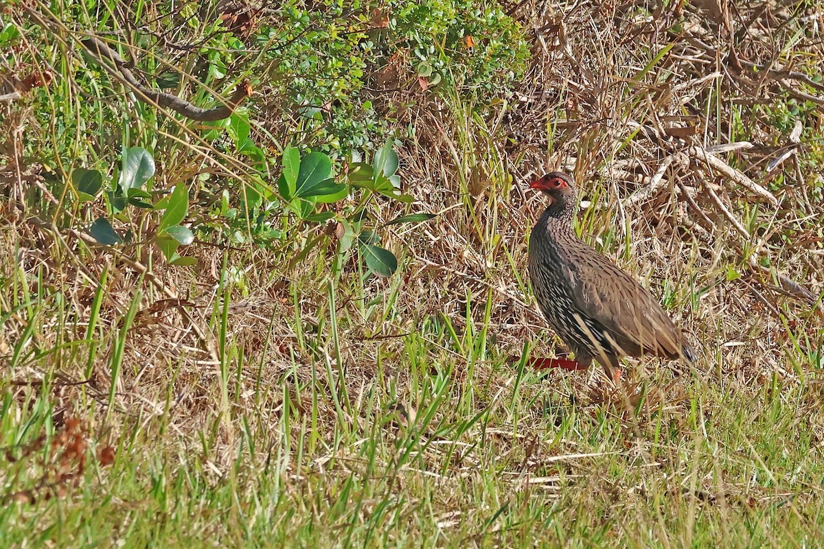 Red-necked Spurfowl (Southern) - ML637688115