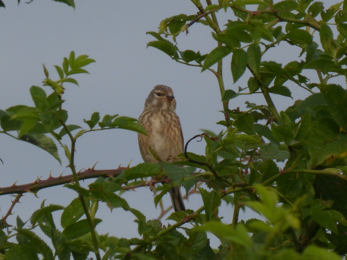 Eurasian Linnet - ML637688137