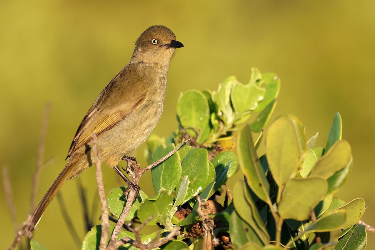 Sombre Greenbul - ML637688138