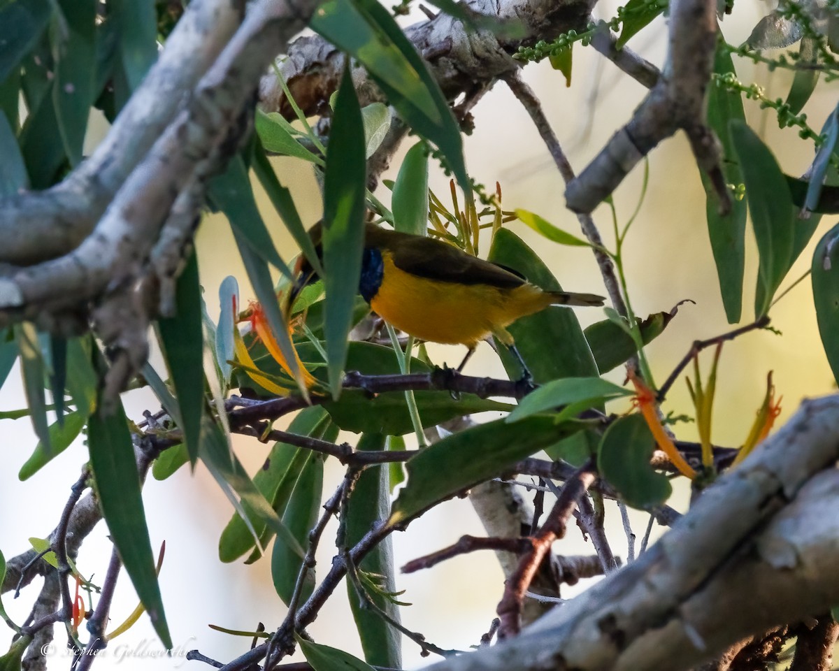 Sahul Sunbird - ML637688139