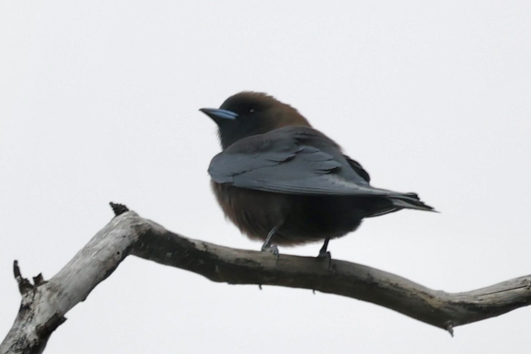 Little Woodswallow - ML637688141