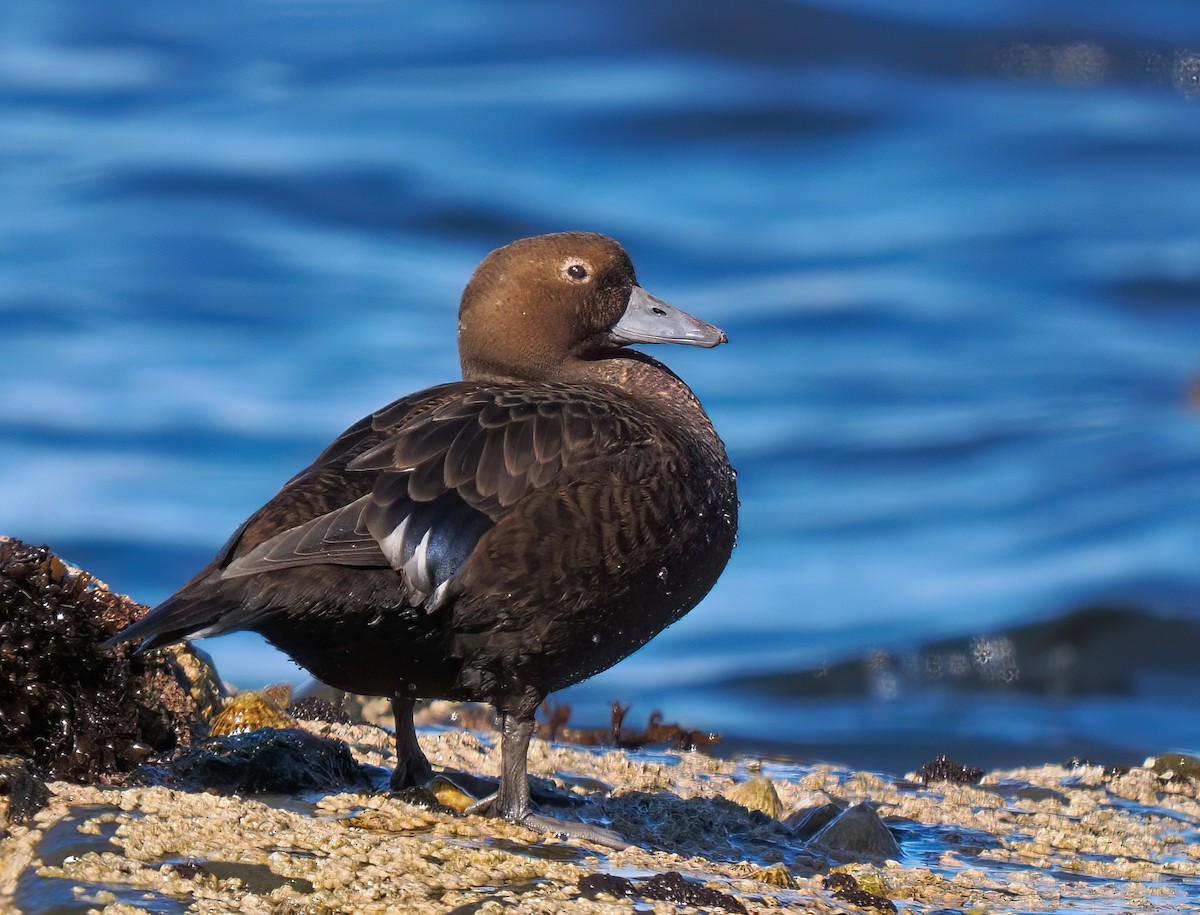 Steller's Eider - ML637688144