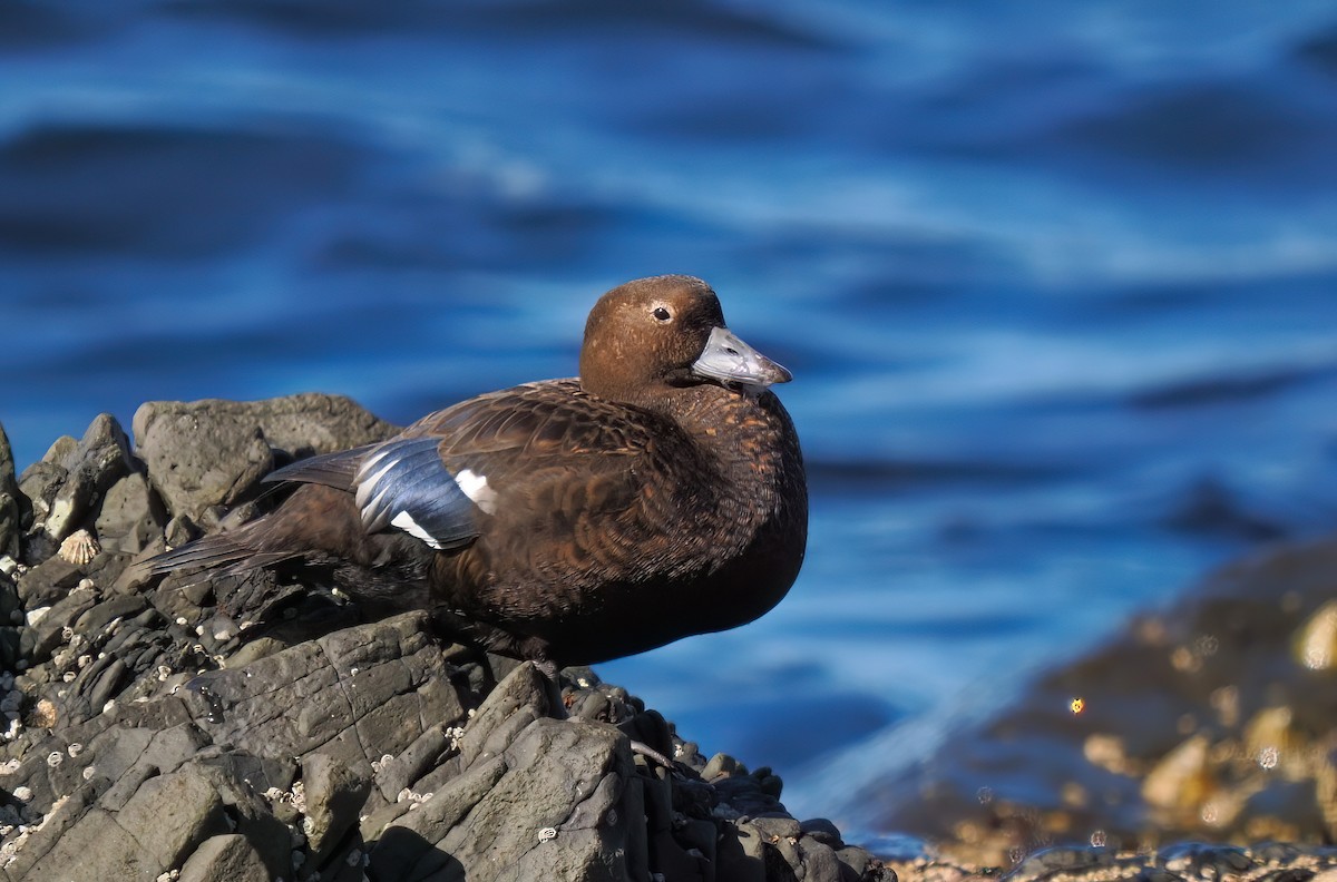 Steller's Eider - ML637688145