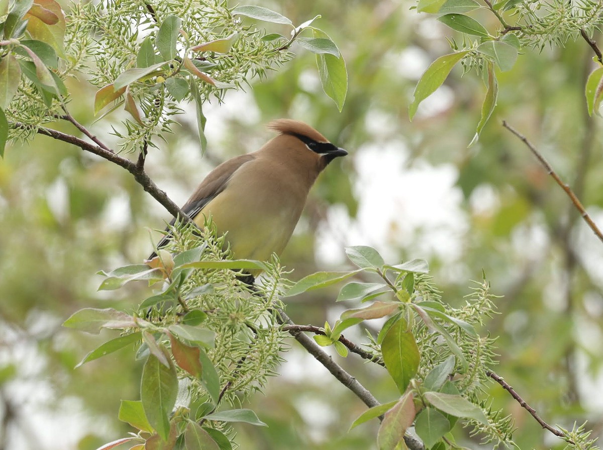 Cedar Waxwing - ML637688147