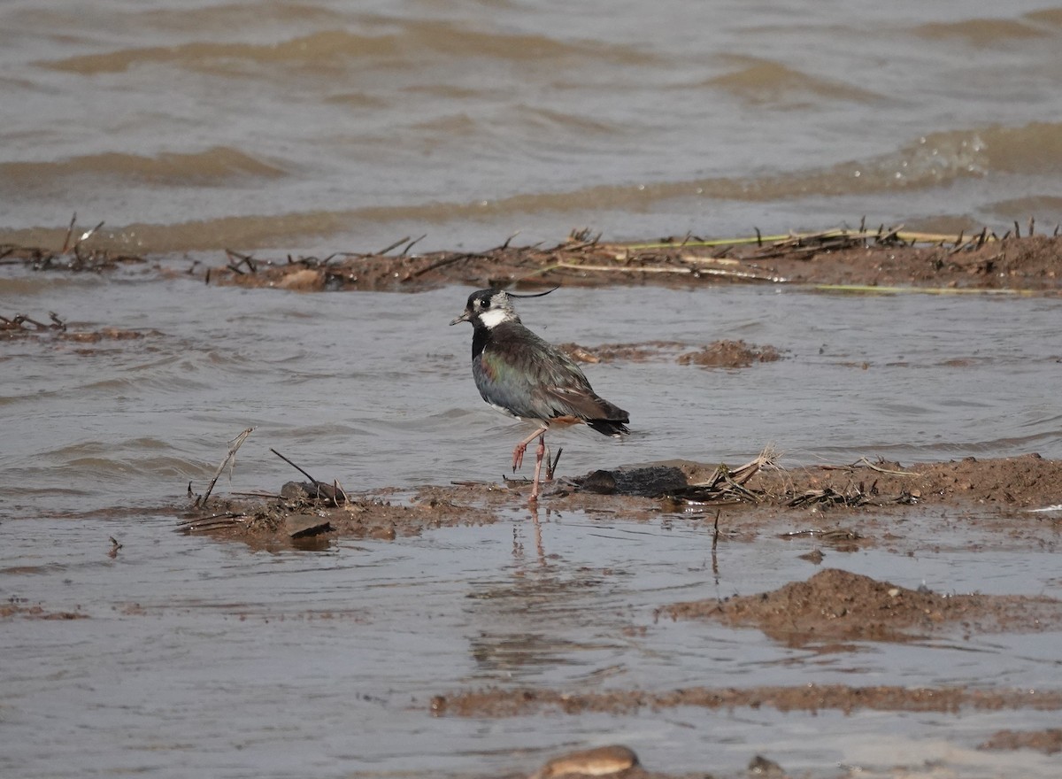 Northern Lapwing - ML637688148