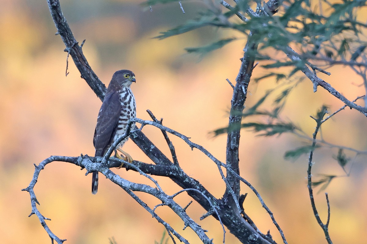 Little Sparrowhawk - ML637688149