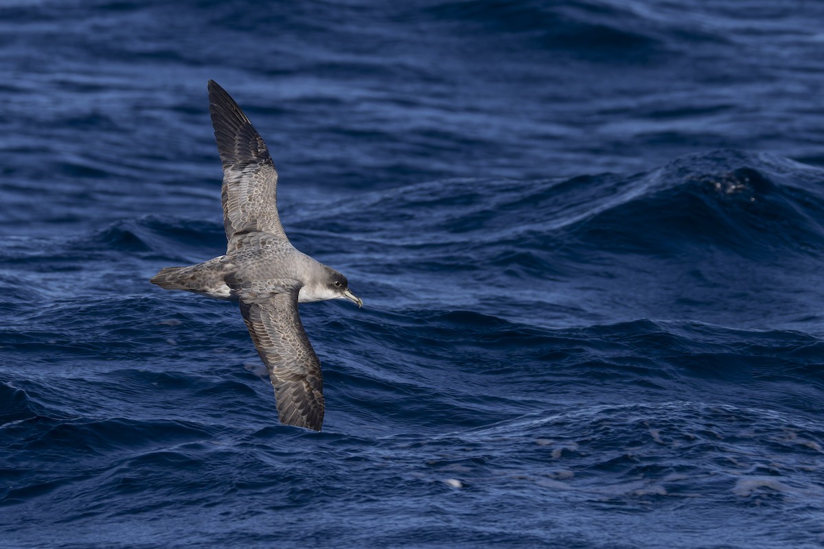 Gray Petrel - ML637688150