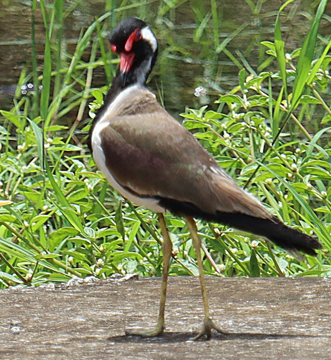 Red-wattled Lapwing - ML637688151
