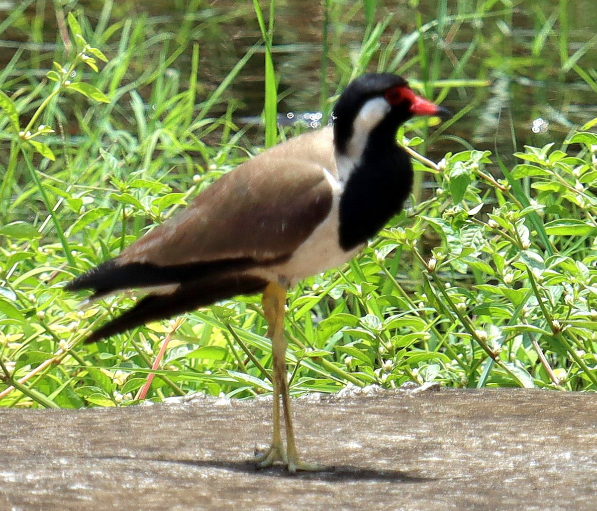 Red-wattled Lapwing - ML637688152