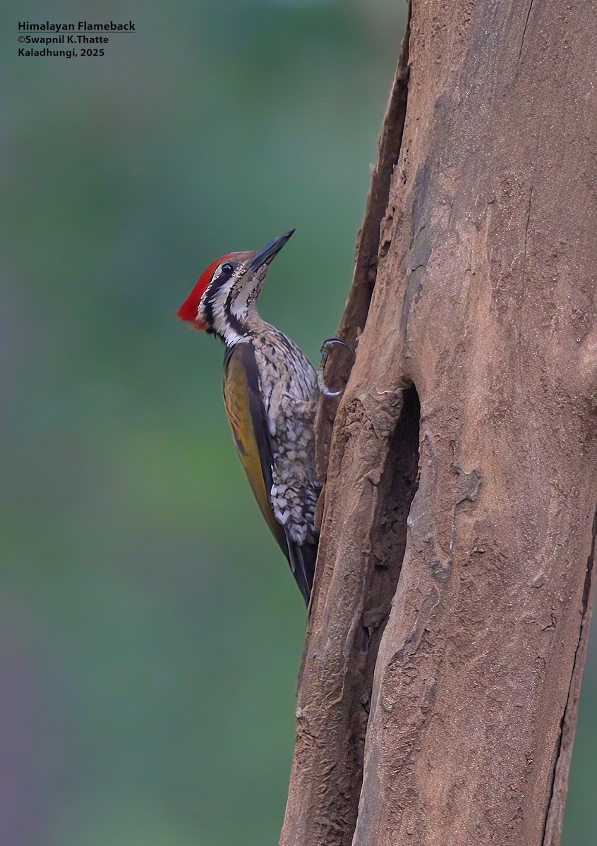 Himalayan Flameback - ML637688153
