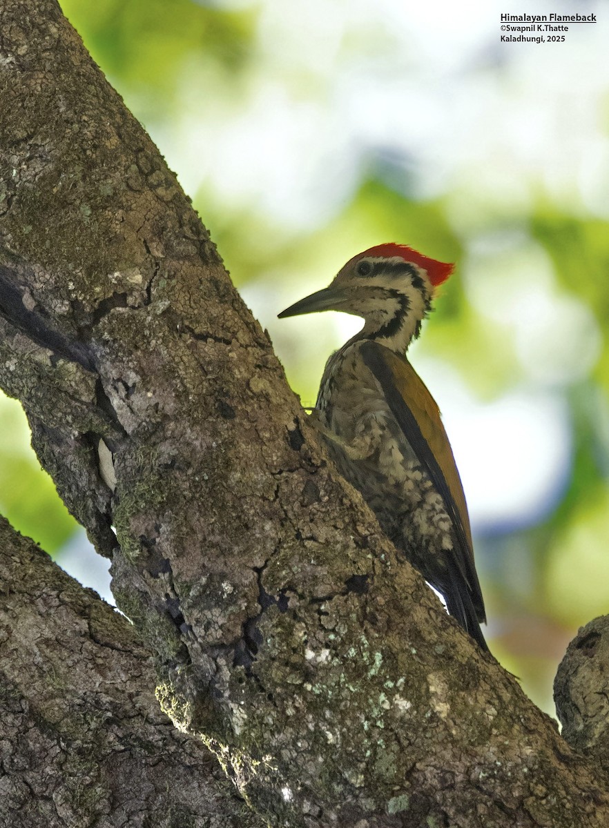 Himalayan Flameback - ML637688154