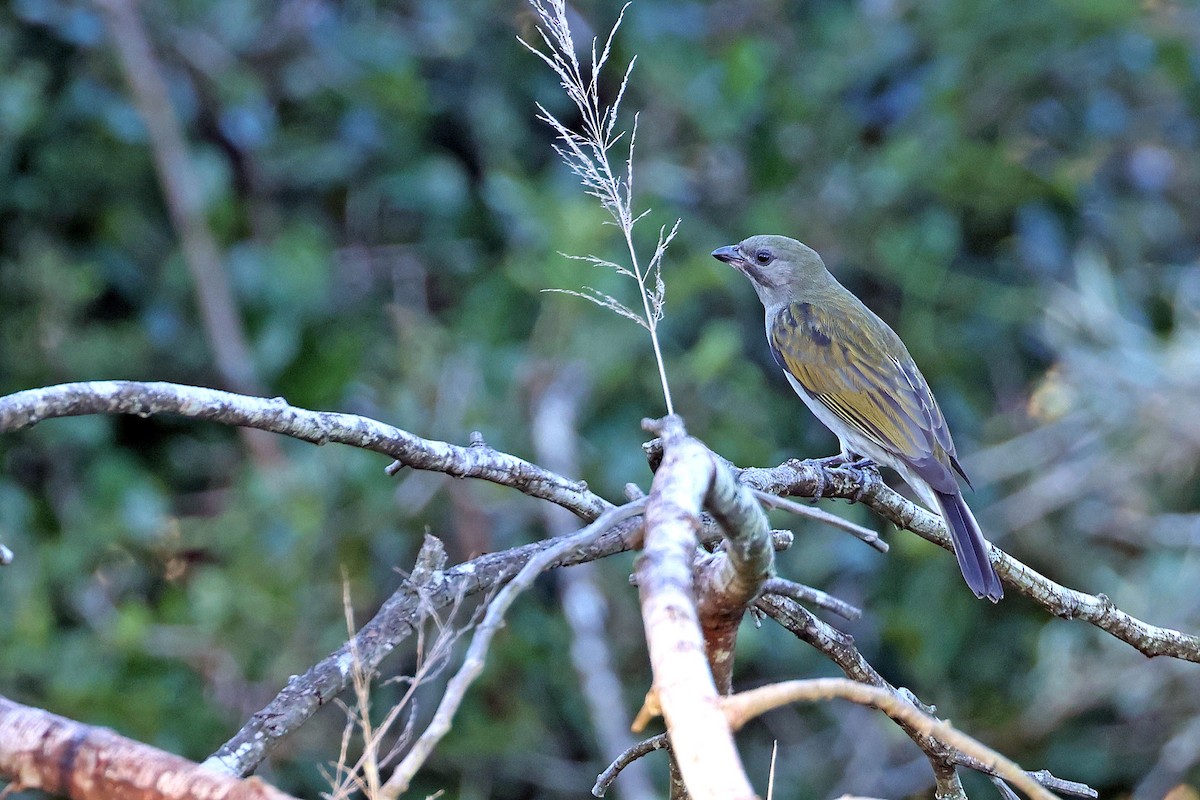 Lesser Honeyguide (Lesser) - ML637688155