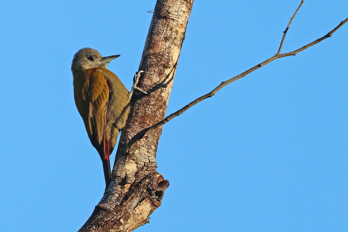 Olive Woodpecker (Southern) - ML637688156