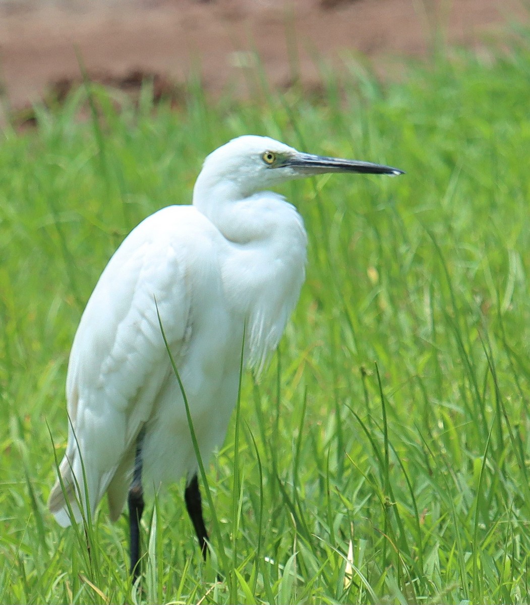 Little Egret - ML637688157