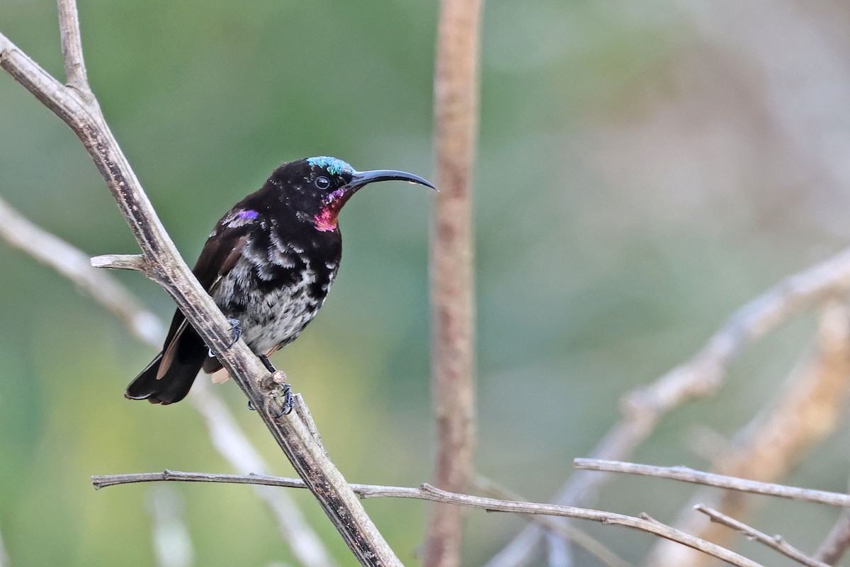 Amethyst Sunbird - ML637688158