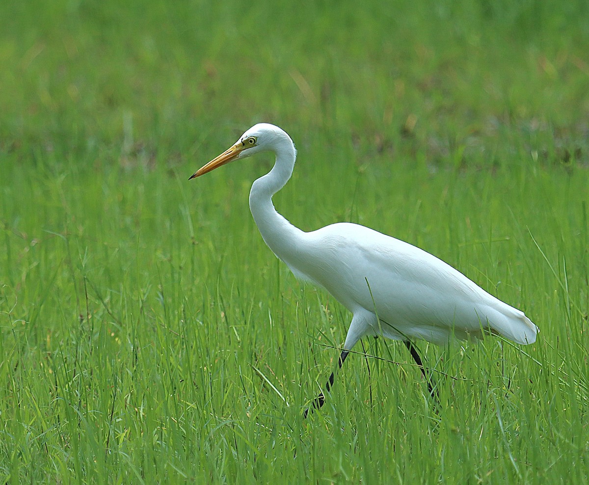 Medium Egret - ML637688159
