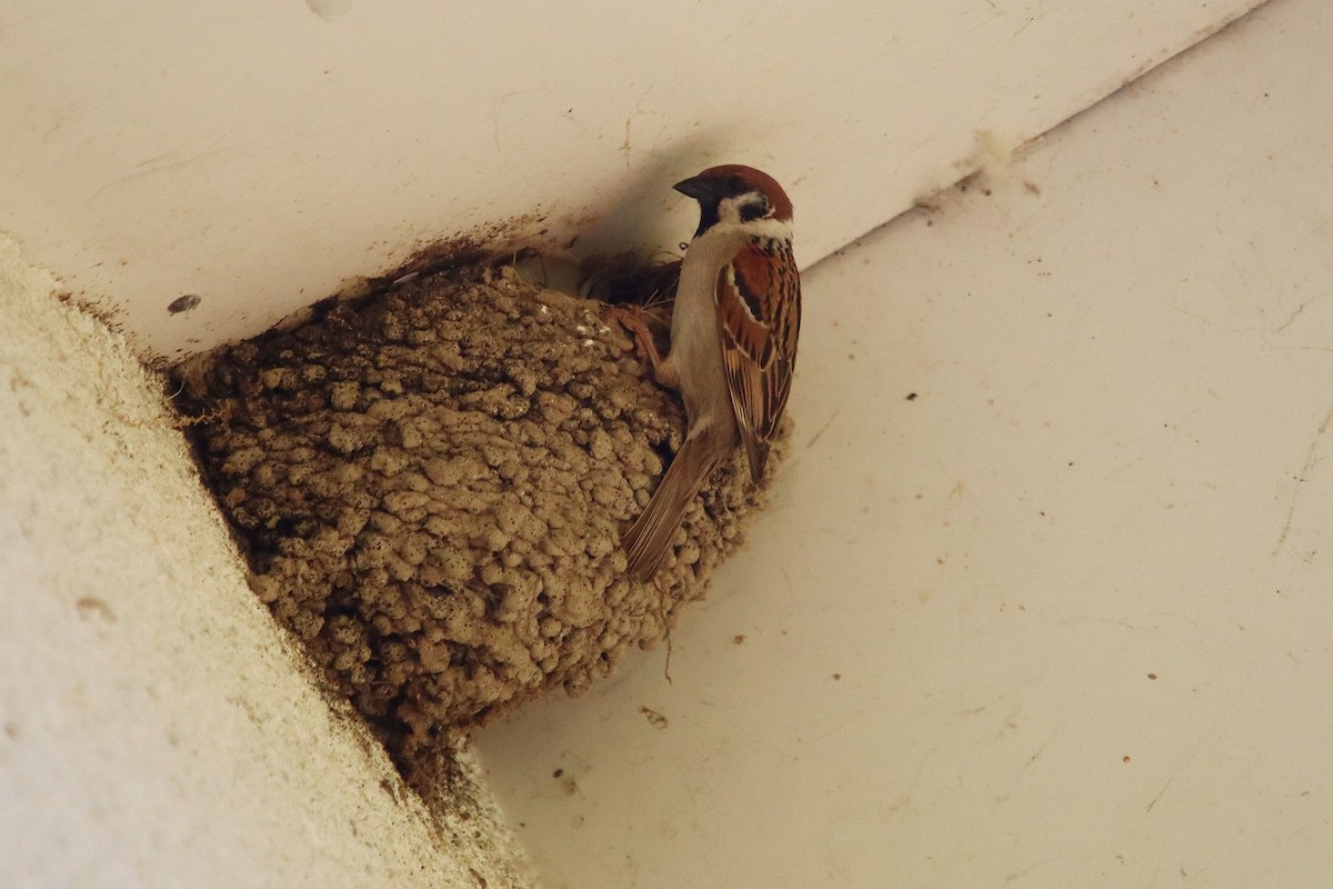 Eurasian Tree Sparrow - ML637688160