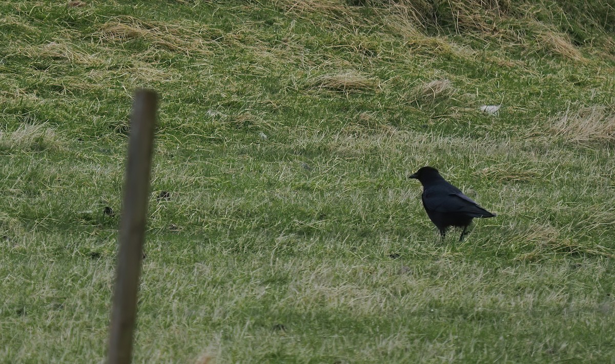 Carrion Crow - ML637688161
