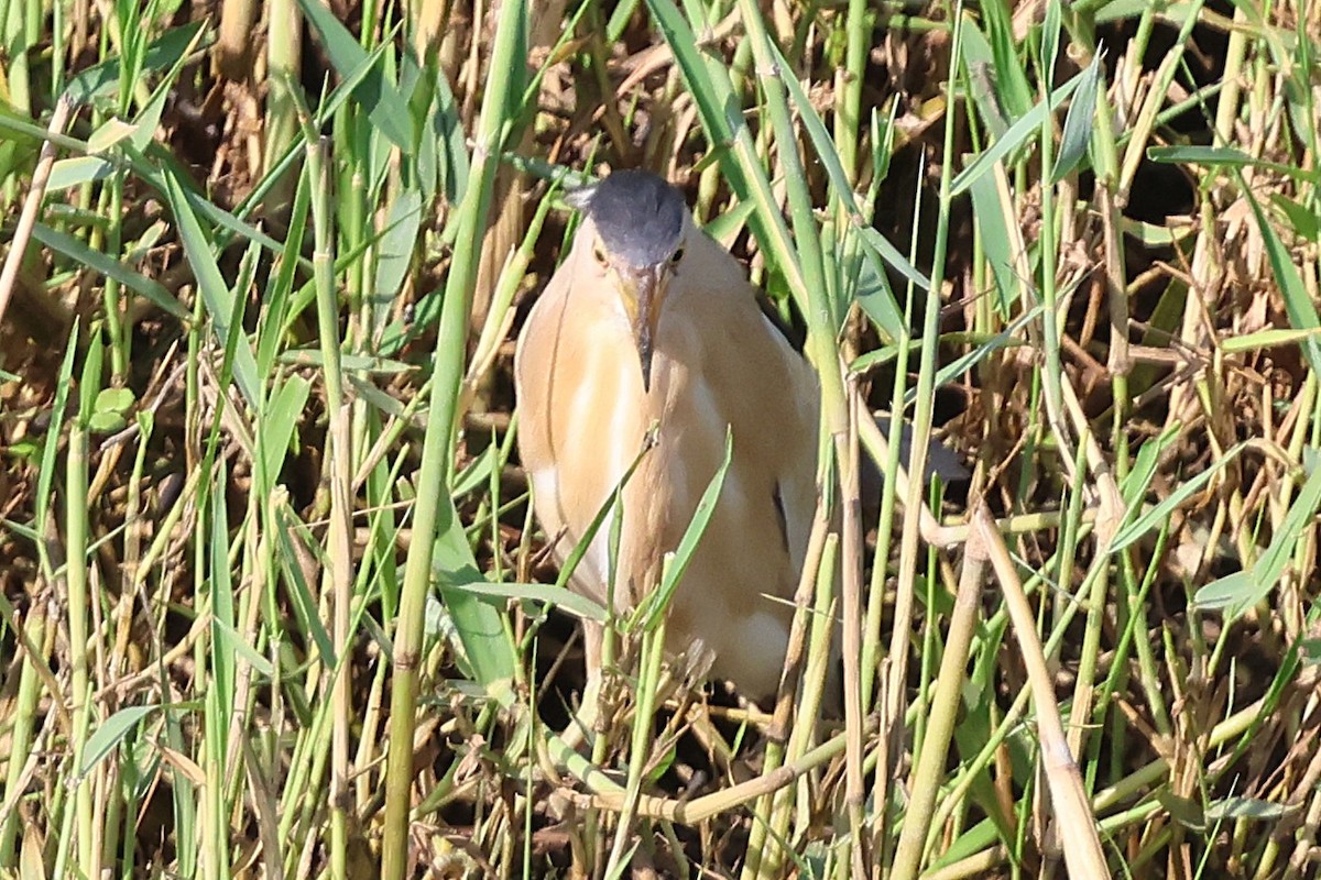 Little Bittern - ML637688163