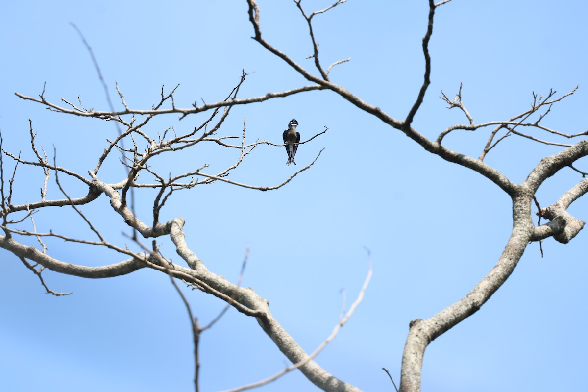 Whiskered Treeswift - ML637688164