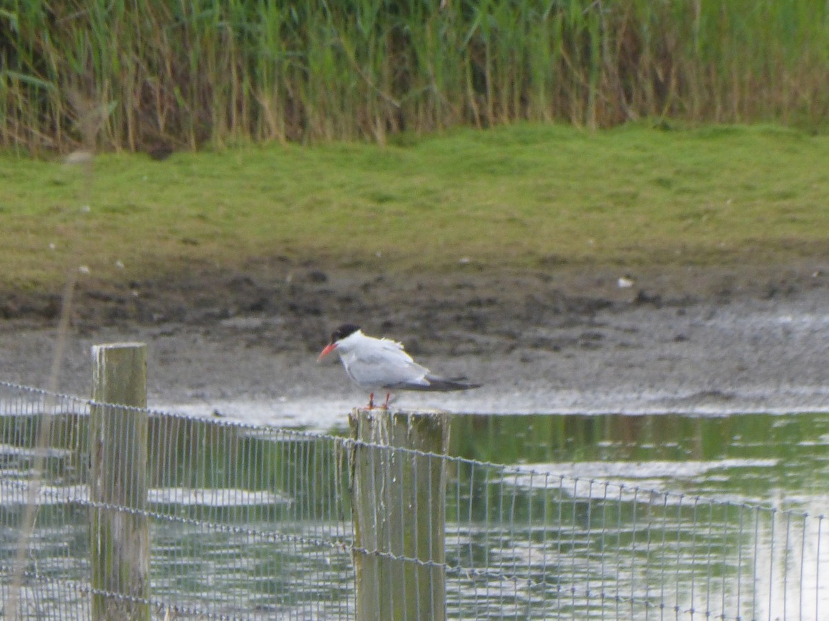 Common Tern - ML637688165