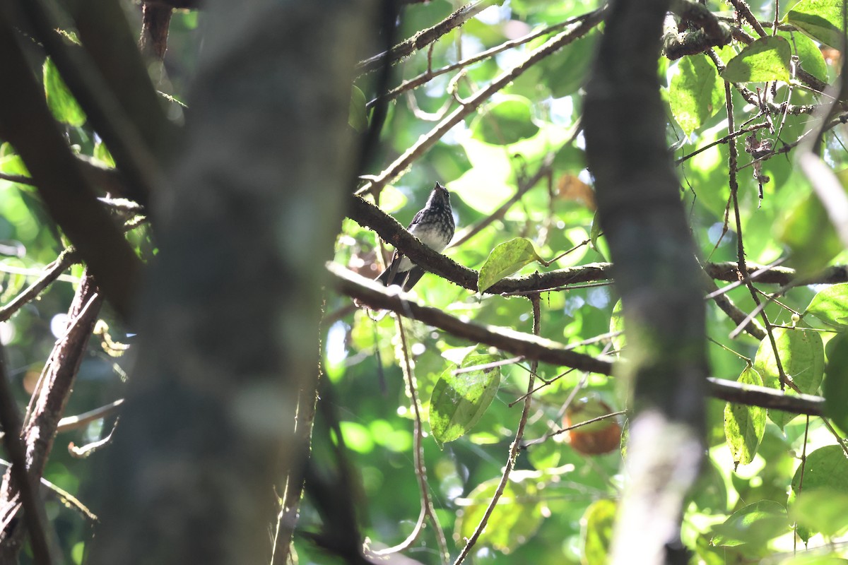 Spotted Fantail - ML637688166