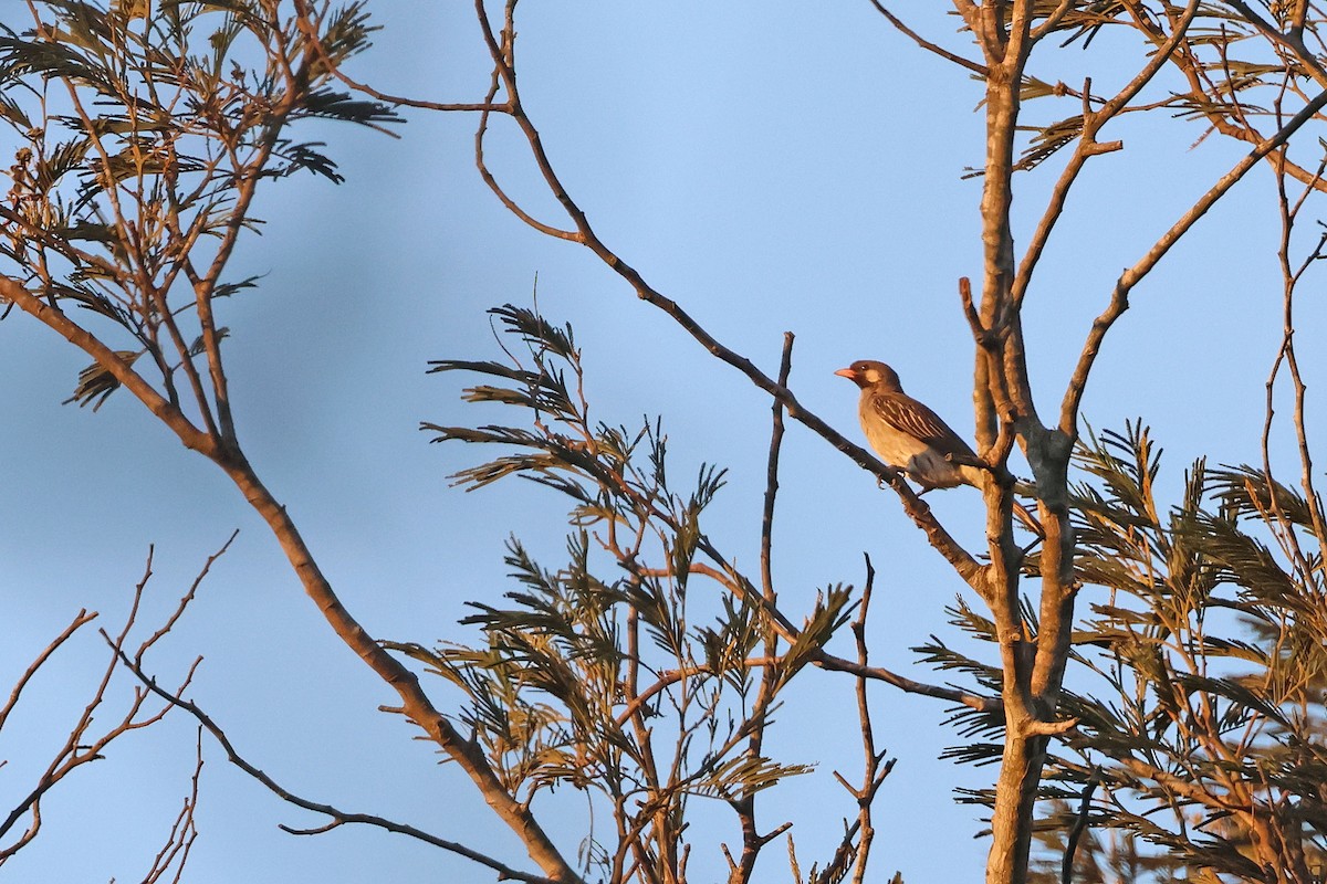 Greater Honeyguide - ML637688177
