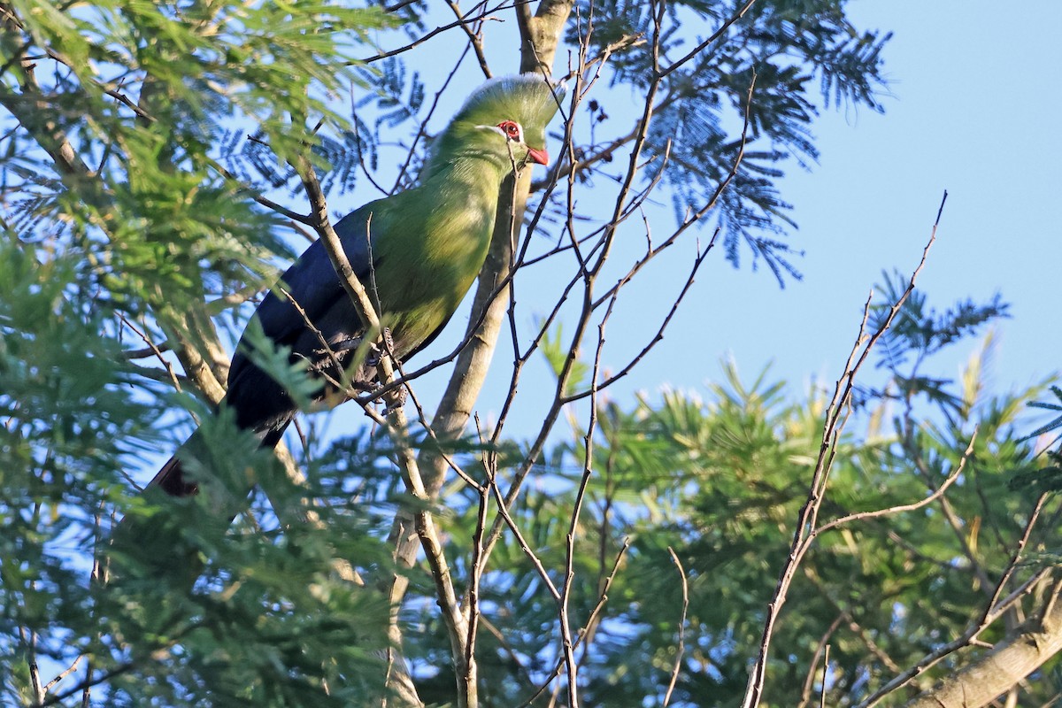 turako přílbový (ssp. corythaix) - ML637688184