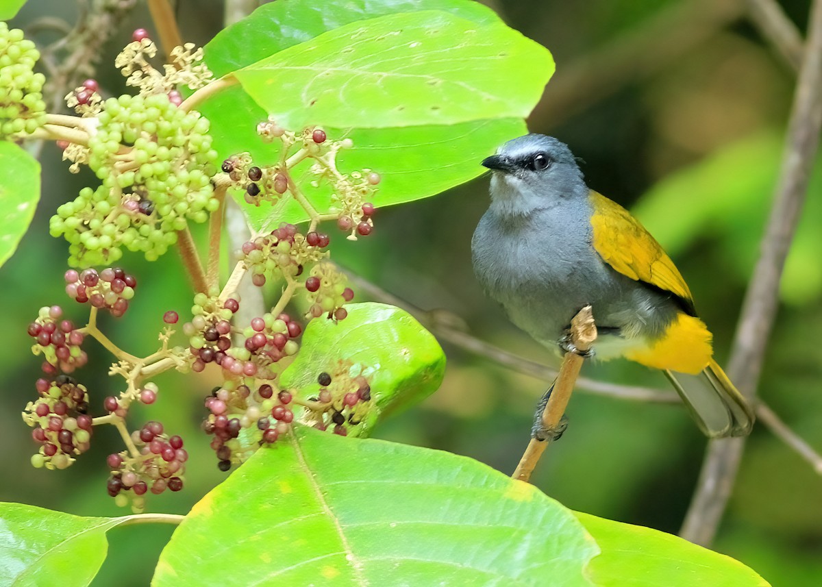 Gray-bellied Bulbul - ML637688208