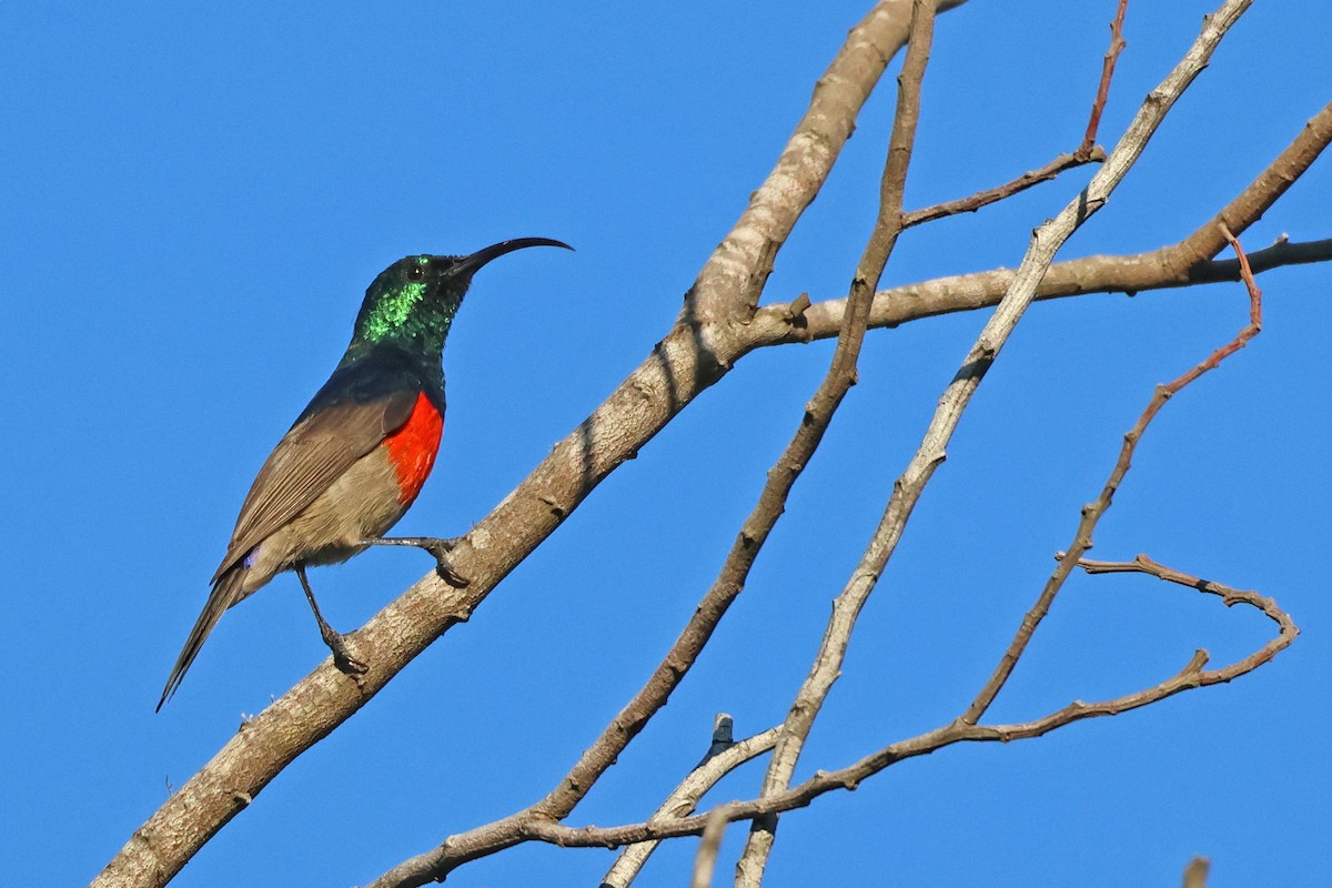 Greater Double-collared Sunbird - ML637688213