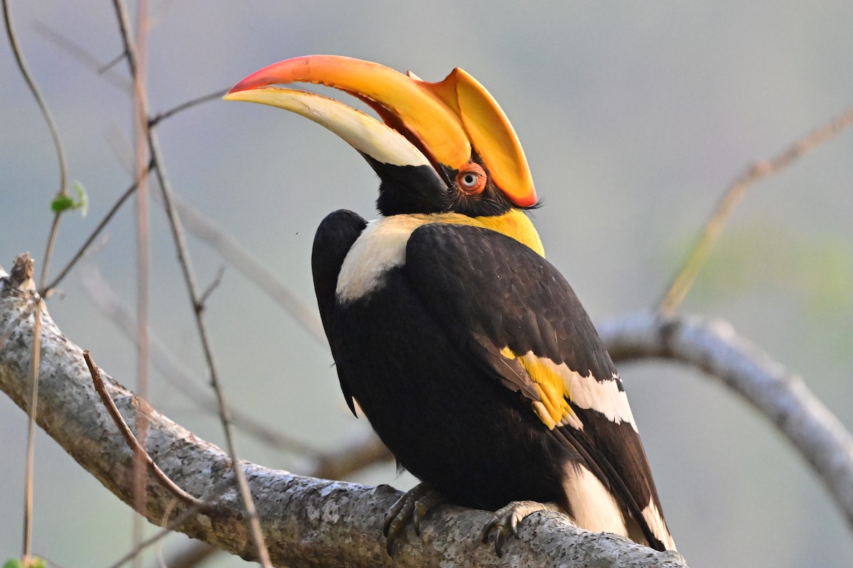Great Hornbill - ML637688225