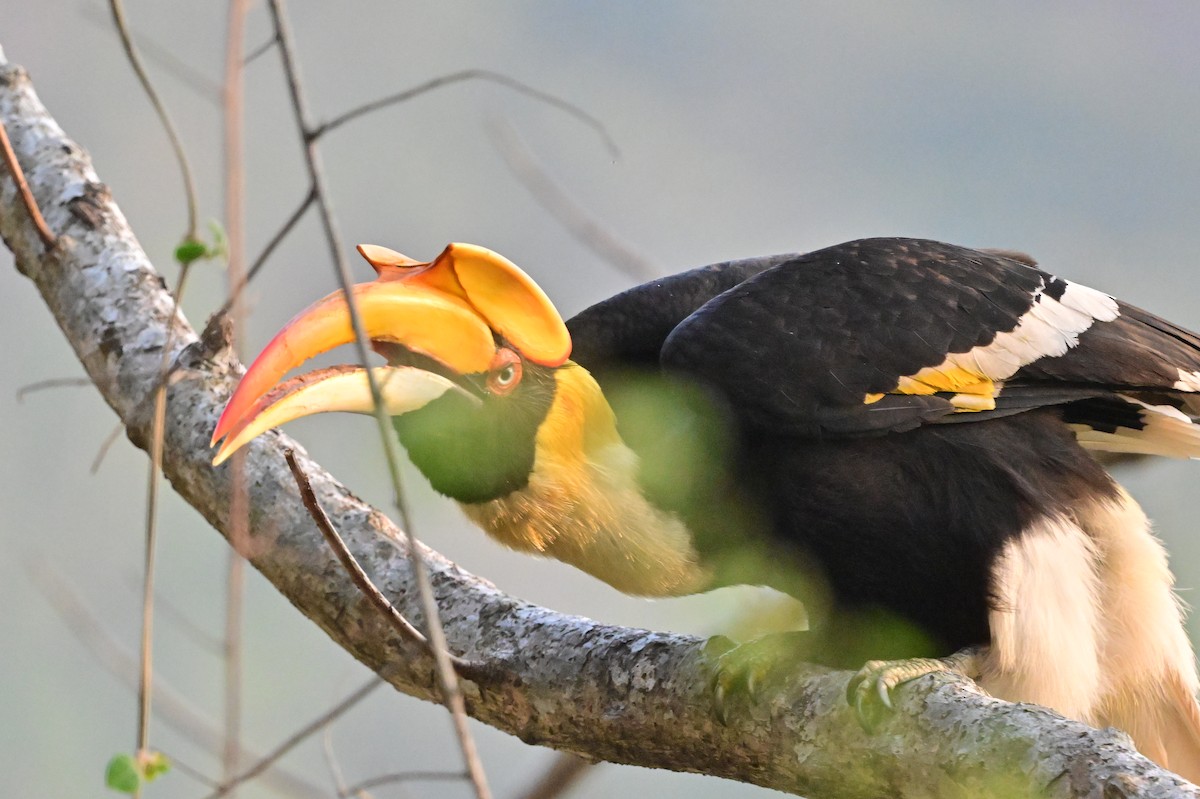Great Hornbill - ML637688226