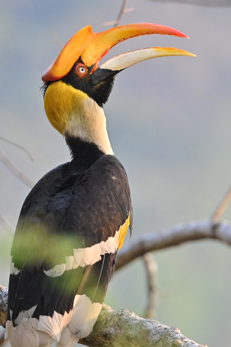 Great Hornbill - ML637688227