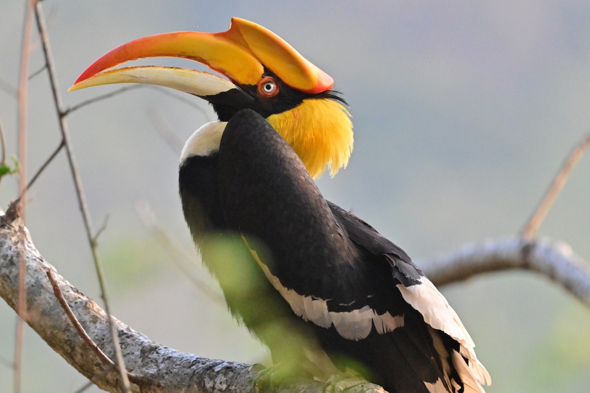 Great Hornbill - ML637688228