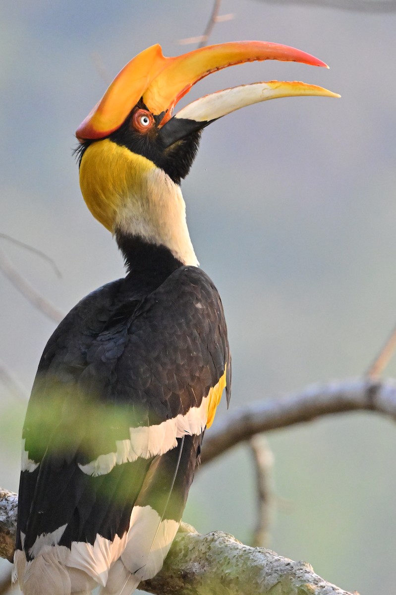 Great Hornbill - ML637688229
