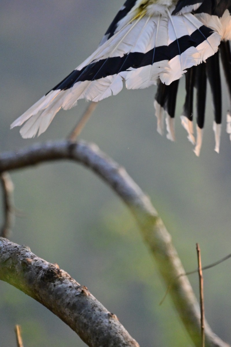 Great Hornbill - ML637688230