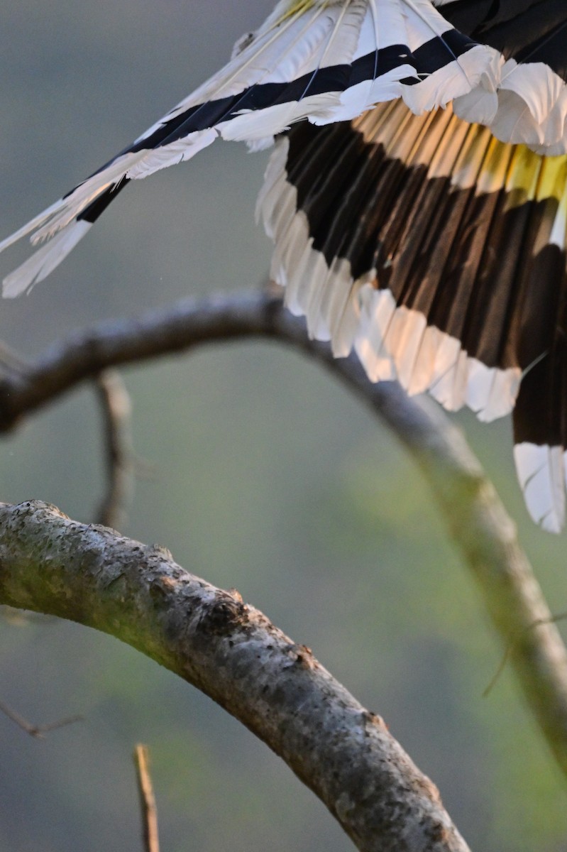 Great Hornbill - ML637688231