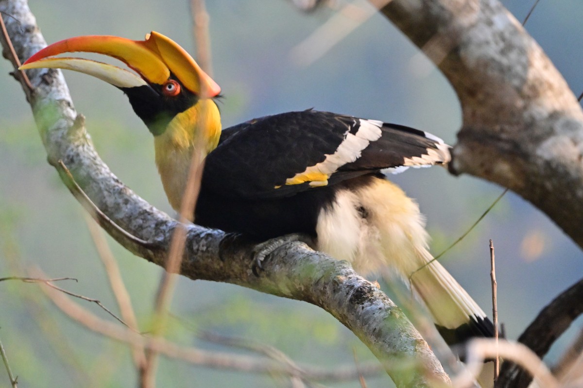 Great Hornbill - ML637688232