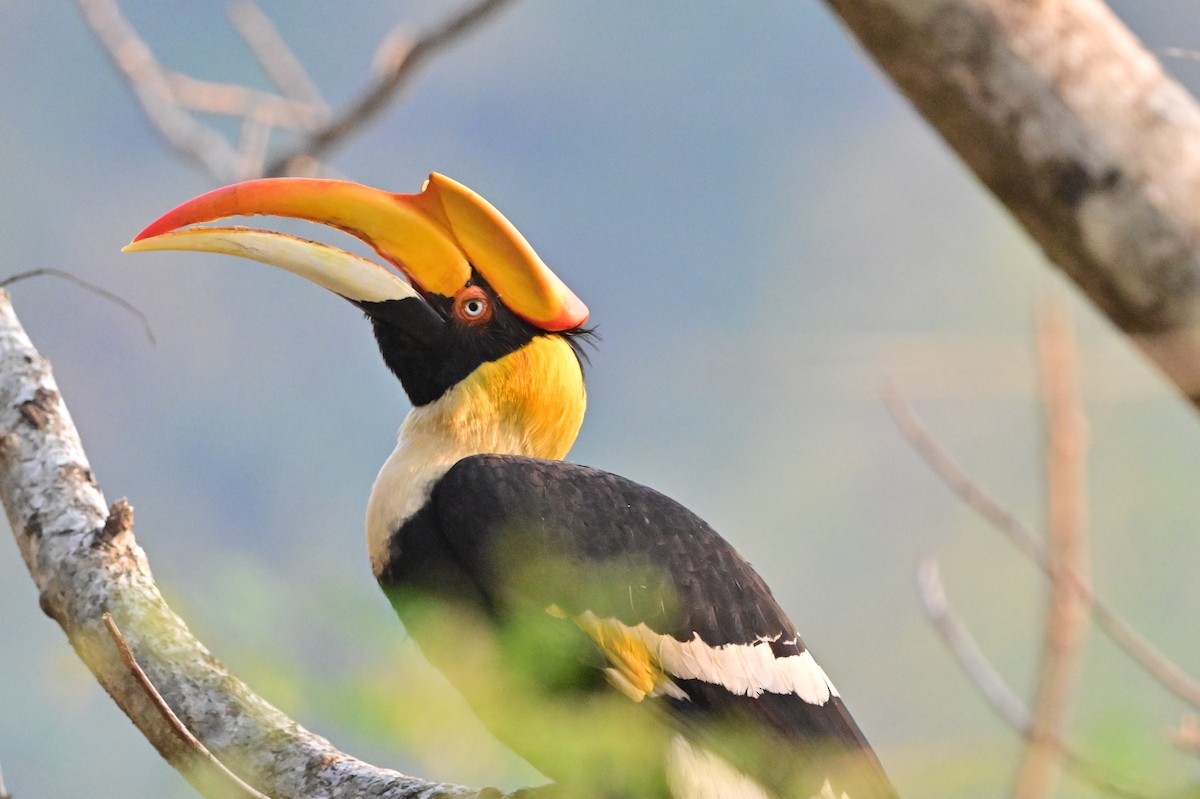 Great Hornbill - ML637688233