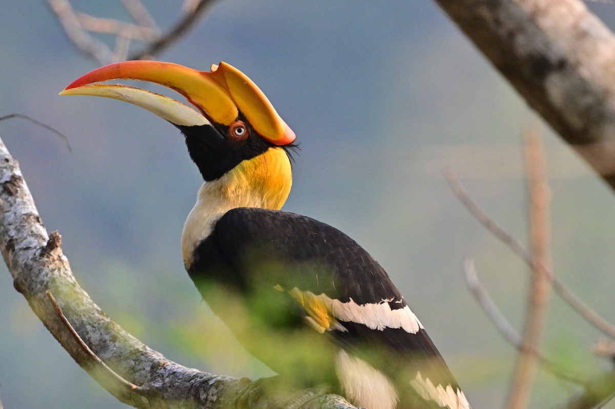 Great Hornbill - ML637688234