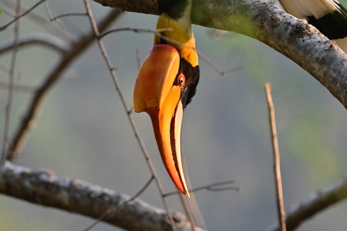 Great Hornbill - ML637688235