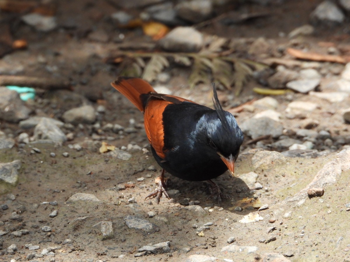 Crested Bunting - ML637688241