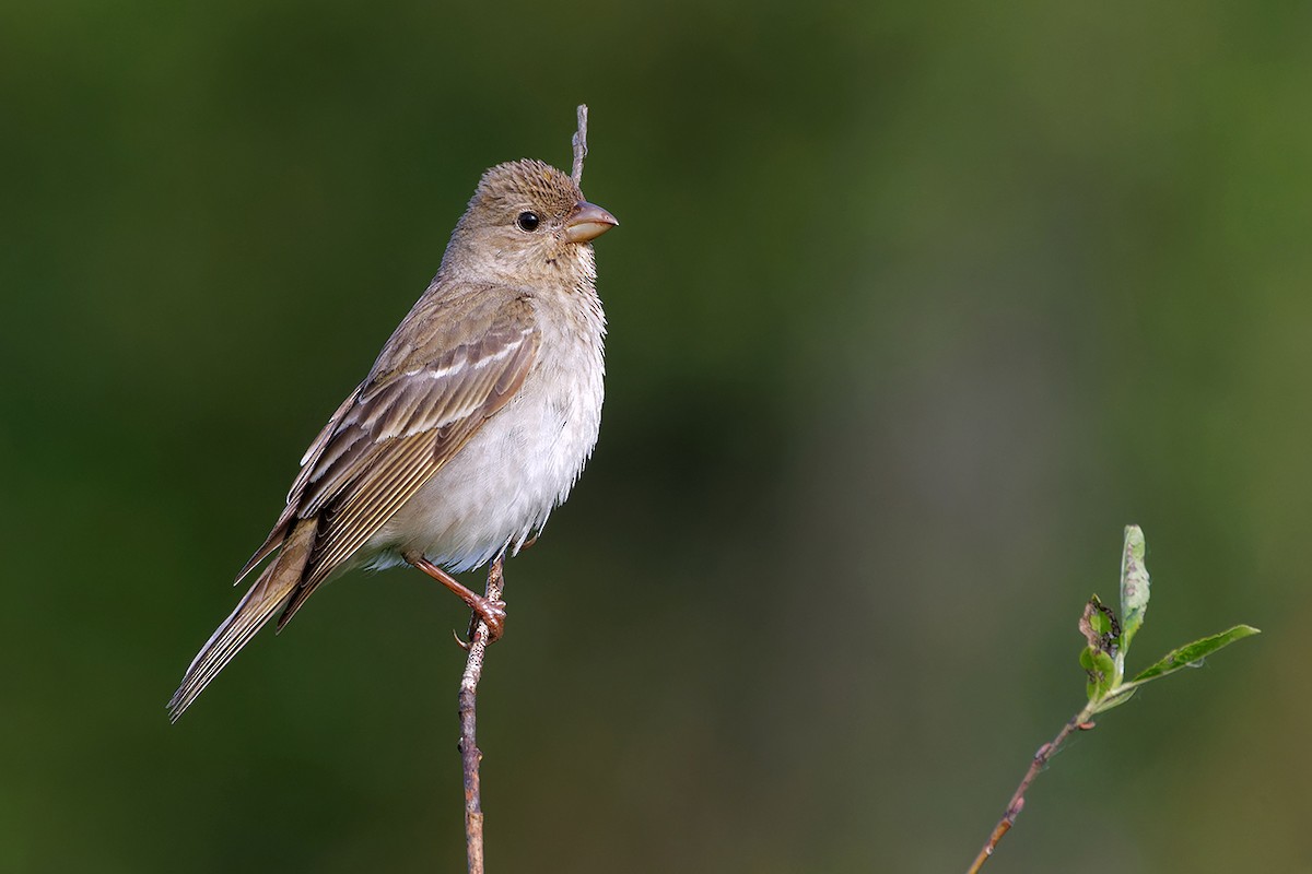 Common Rosefinch - ML637688242