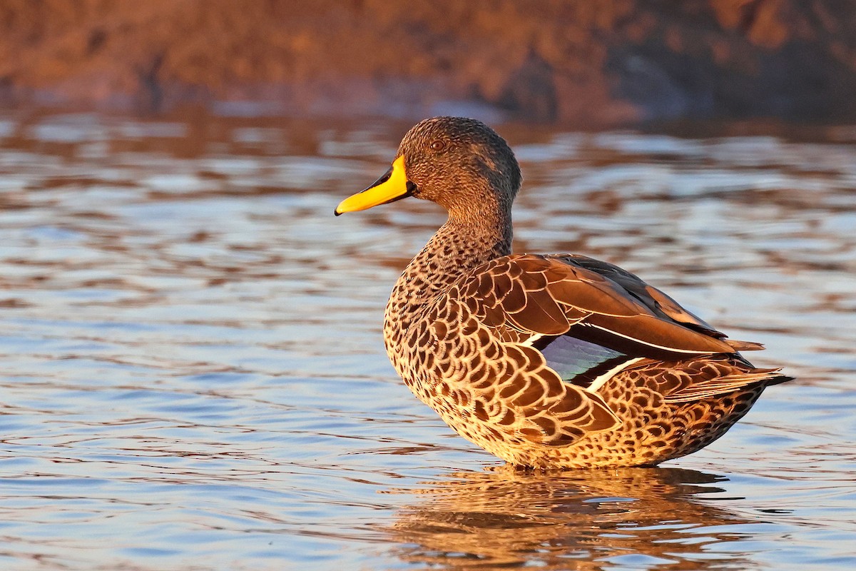 Yellow-billed Duck - ML637688243