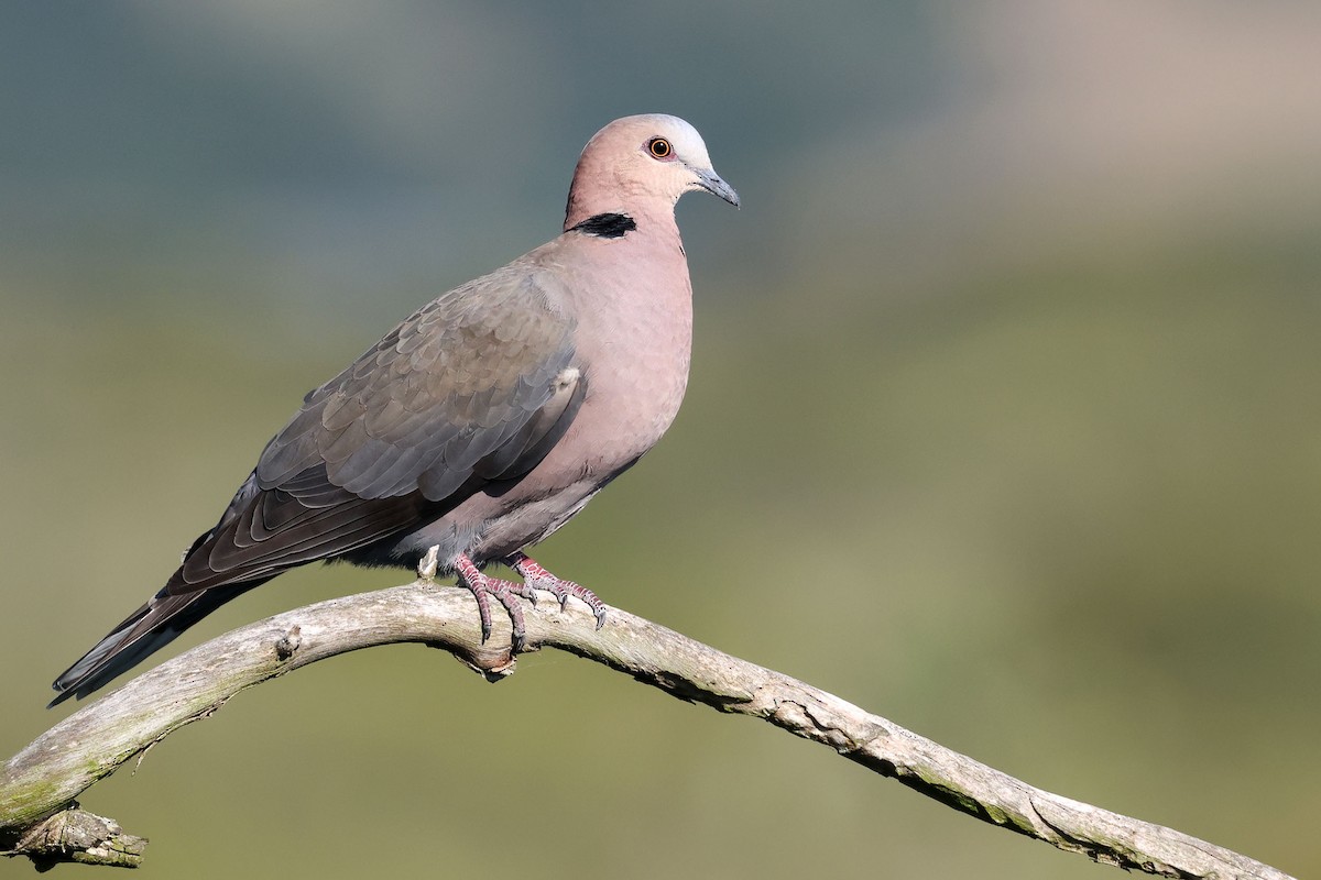 Red-eyed Dove - ML637688245