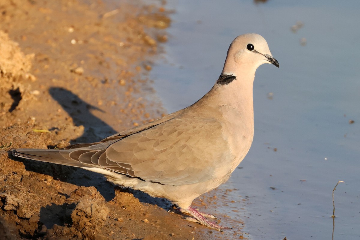Ring-necked Dove - ML637688246