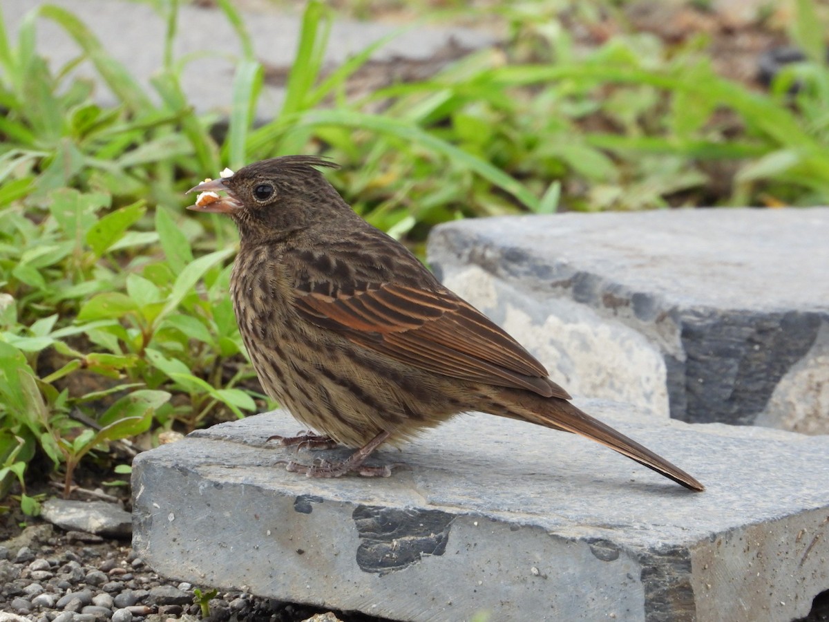 Crested Bunting - ML637688247