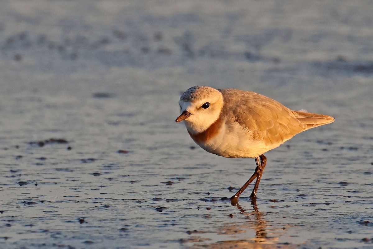 Chestnut-banded Plover - ML637688248